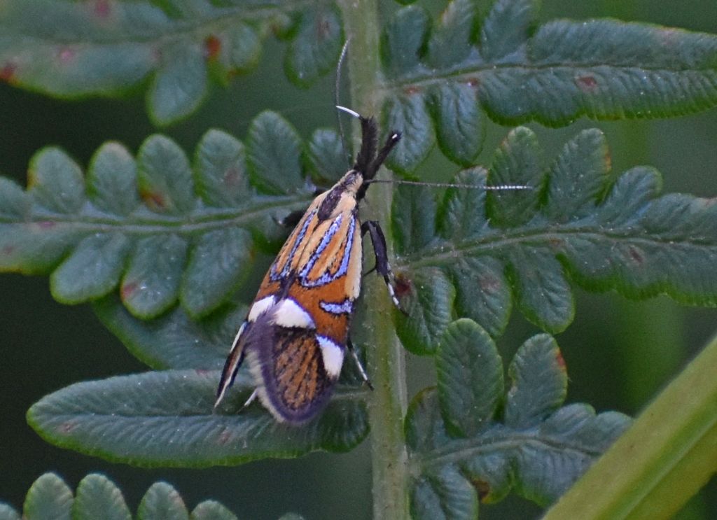 Alabonia geoffrella - Oecophoridae